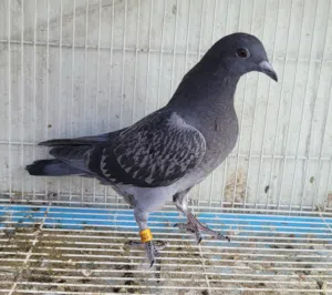 حمام زاجل مسافات طويله سباق