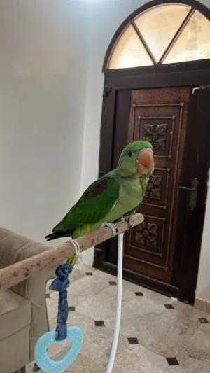 ببغاء نيبالي سوبرررر جانبو الحجم الكبير