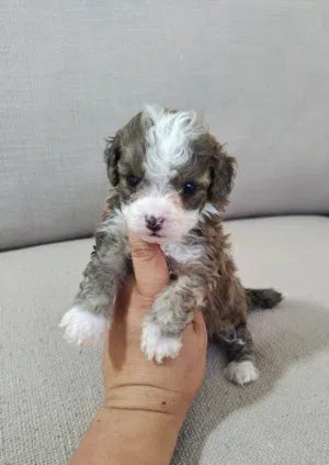Premium puppies available