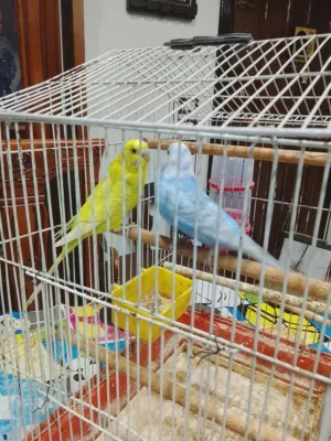 عصافير بادجى للبيع