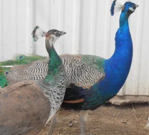 Peacock available