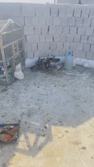 اخضيري لبيع