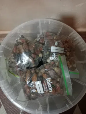تمر سح نغال