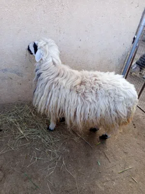 كبش عماني للبيع سمين ماشاءالله مطعوم طعام الدار اللي يدور الزين للعيد او مشروع فحل