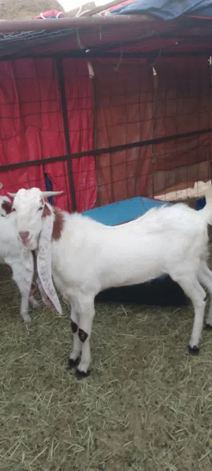 goat Poland
