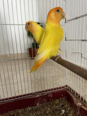كوبيا روز لاتينو