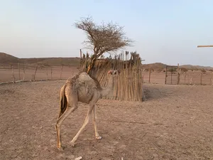 ‏جمال‏1
