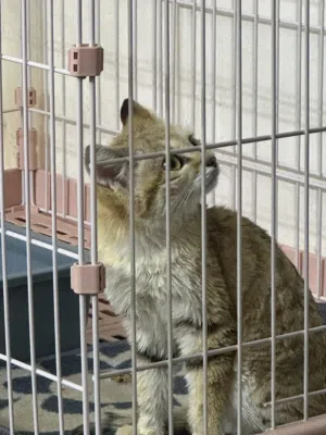 قط بري قزم مستورد