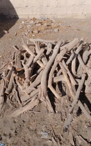 حطب سمر مال مشوي وطبج