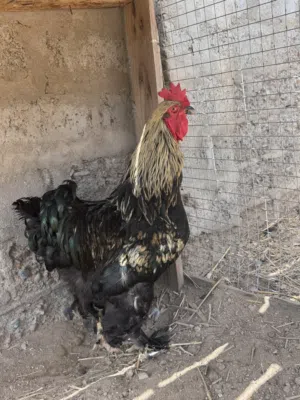 ديكً كوشن كبيره وعملاق