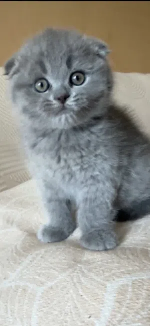 سكوتش عمر 45 يوم