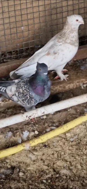 طيور حب الرمان للبيع