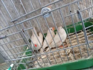 كوبيات زيبرا ضفرات وحجم مشاء الله