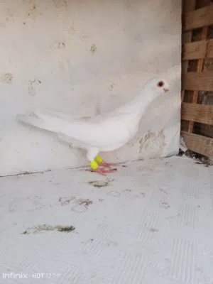 ما شاء الله مجموعه فراخ سعر على تلفون