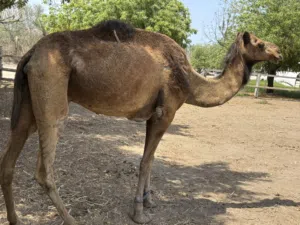 ناقه مدني شهر 10 من قماري العاصفه الناقه ابوه طماع بن مصلح وامه سعوديه ناقه طيبه تبارك الله