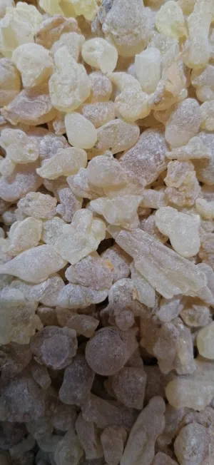 متوفز لبان دكر للعلاج والاكل والشرب رقم واحد اخضر حبات كبيره