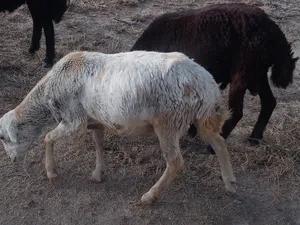 Goats2