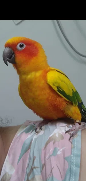 طائر تم شرائه بالفين