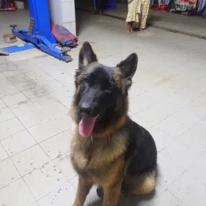 Female German Shepherd for Sale / أنثى جيرمن شيبرد للبيع