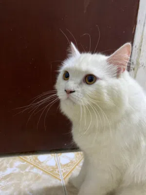 بسس شيرازي عمر عمرة الأم سنتين او ثلاث
