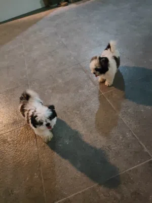 Adorable Shih Tzu Puppies for Sale – 2 Months Old