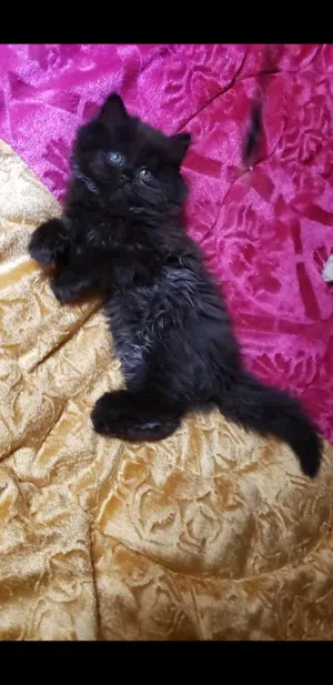 حيونات للبي..