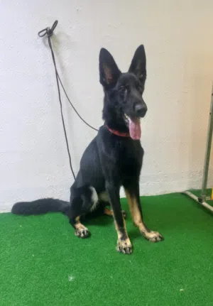 كلب جيرمين شيبرد