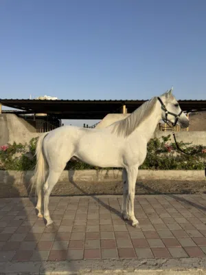 حصان عربي للبيع