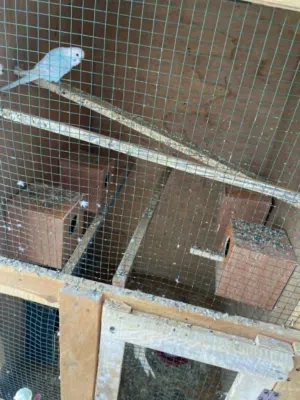 قفص عصافير للبيع