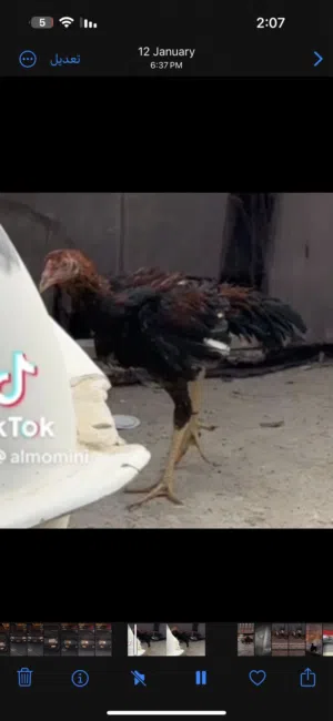 ديج باكستاني