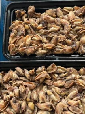ماكولات بحريه سيفود سي فود لوبستر أخطبوط عظم الحبار دلوع ملاس حلزون