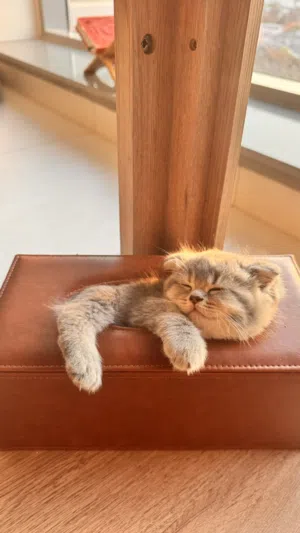 Scottish double Fold Kittens blue eyes قطط سكوتش فولد