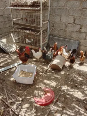 دجاج أوماني