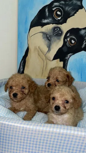 male and female poodle tea cup size 50 days old for more information and videos contact me on WhatsA