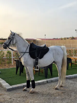 خصي سكول  النوع عربي