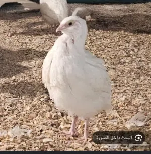 مطلووووب سمان