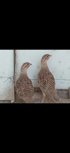 مطلوب نفس الي بصوره