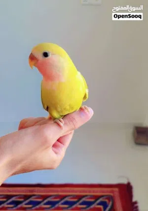 سلام عليكم طير غندورة اليف للبيع على وجه فطام .................................................. ..