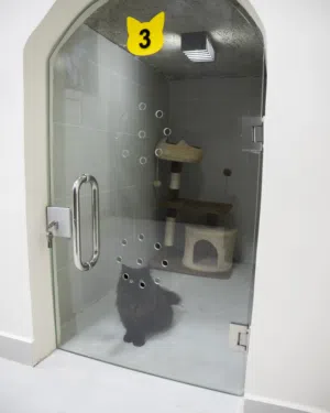 (( THE PET ZONE CENTER))مركز تدريب الكلاب والفندق الفاخر للكلاب والقطط — حيث تلتقي الاحترافية بالرفا