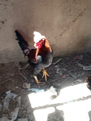 ديوجه نضيفه وعمرهن 5 اشهر ومهم موجوده