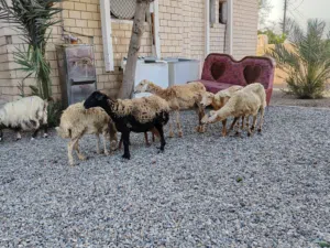 جعد للبيع اقرا الوصف تحت لا يفوتك