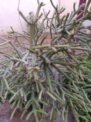 نبته اتريد معرفه اسمها