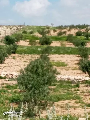 مزرعة 6 دونومات في محافظة مادبا غرب ماعين مطلة على البحر الميت وفلسطين الحبيبة