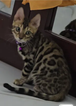 Pure Bengal Kittens