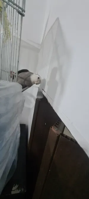 ‏ببغاء‏2
