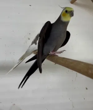 Productive male Cocktaile For sale