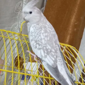عبدالله 