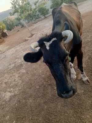 Cows1