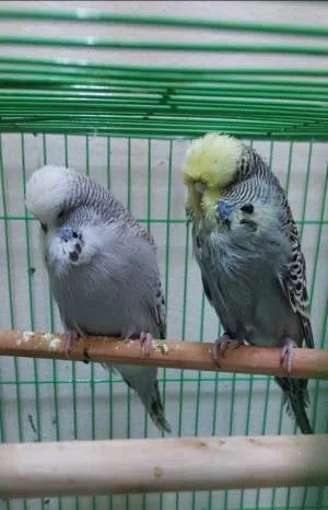 مطلوب انثى انجلش عاجل