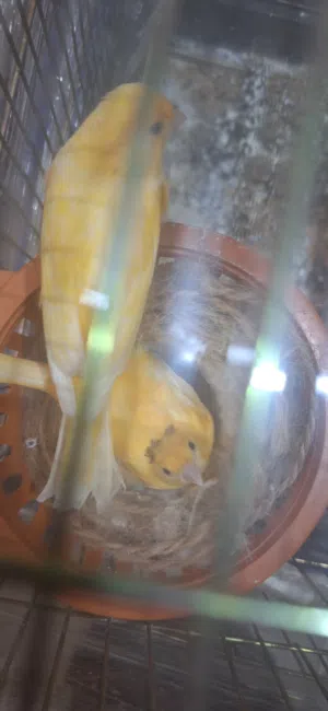 عصافير كنار